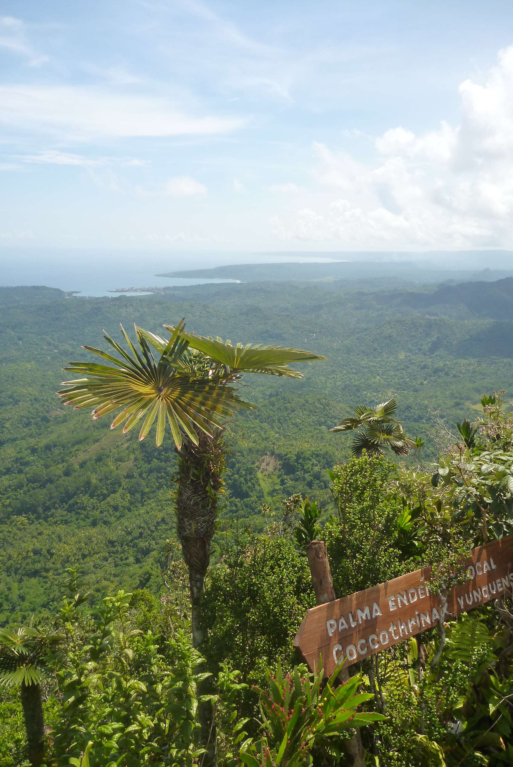 Image of Coccothrinax yunquensis Borhidi & O. Muñiz