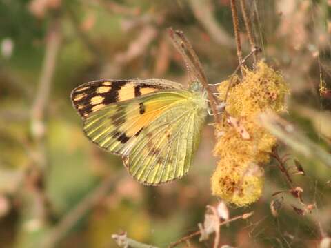 Colotis amata (Fabricius 1775)的圖片