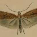 صورة Agonopterix carduella Hübner 1816