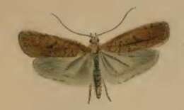 Image of Agonopterix carduella Hübner 1816