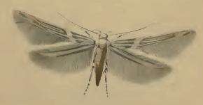 Image of Palumbina guerinii Stainton 1858