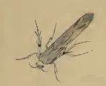 Image of Palumbina guerinii Stainton 1858