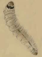 Image of Palumbina guerinii Stainton 1858