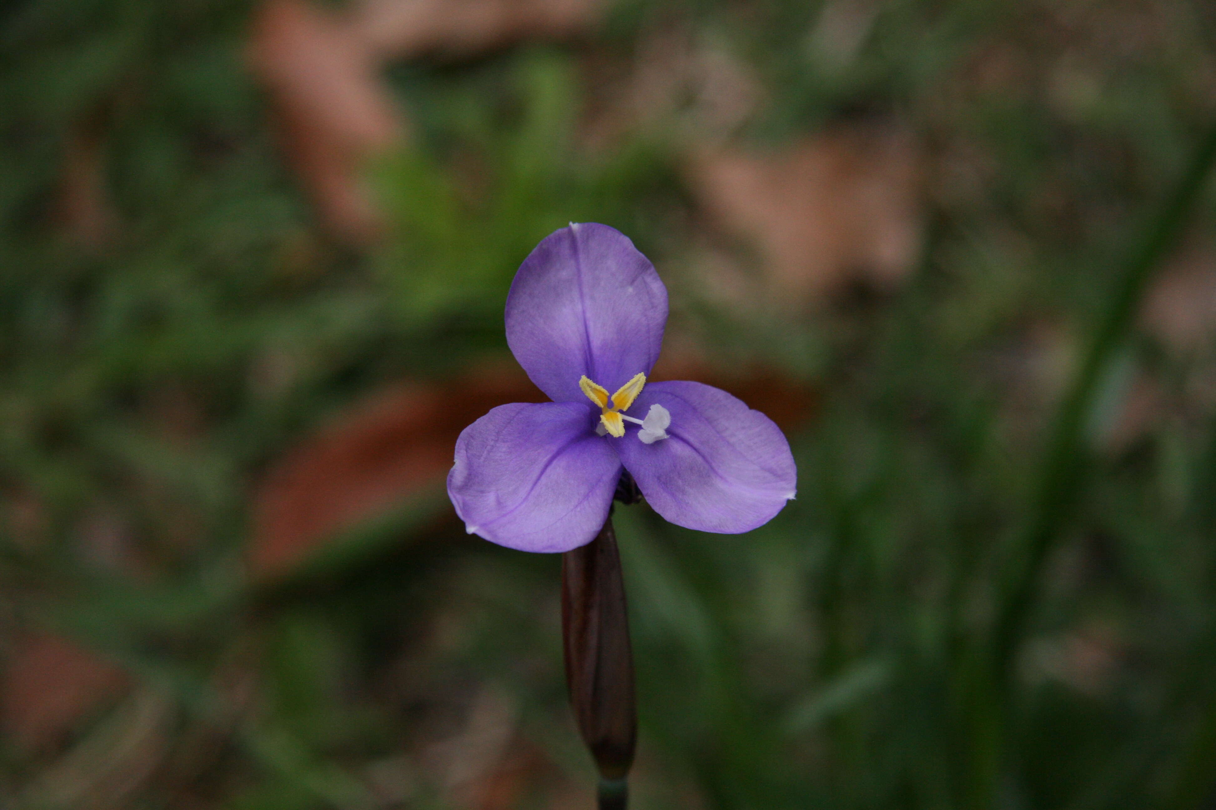 Image of Patersonia fragilis (Labill.) Asch. & Graebn.