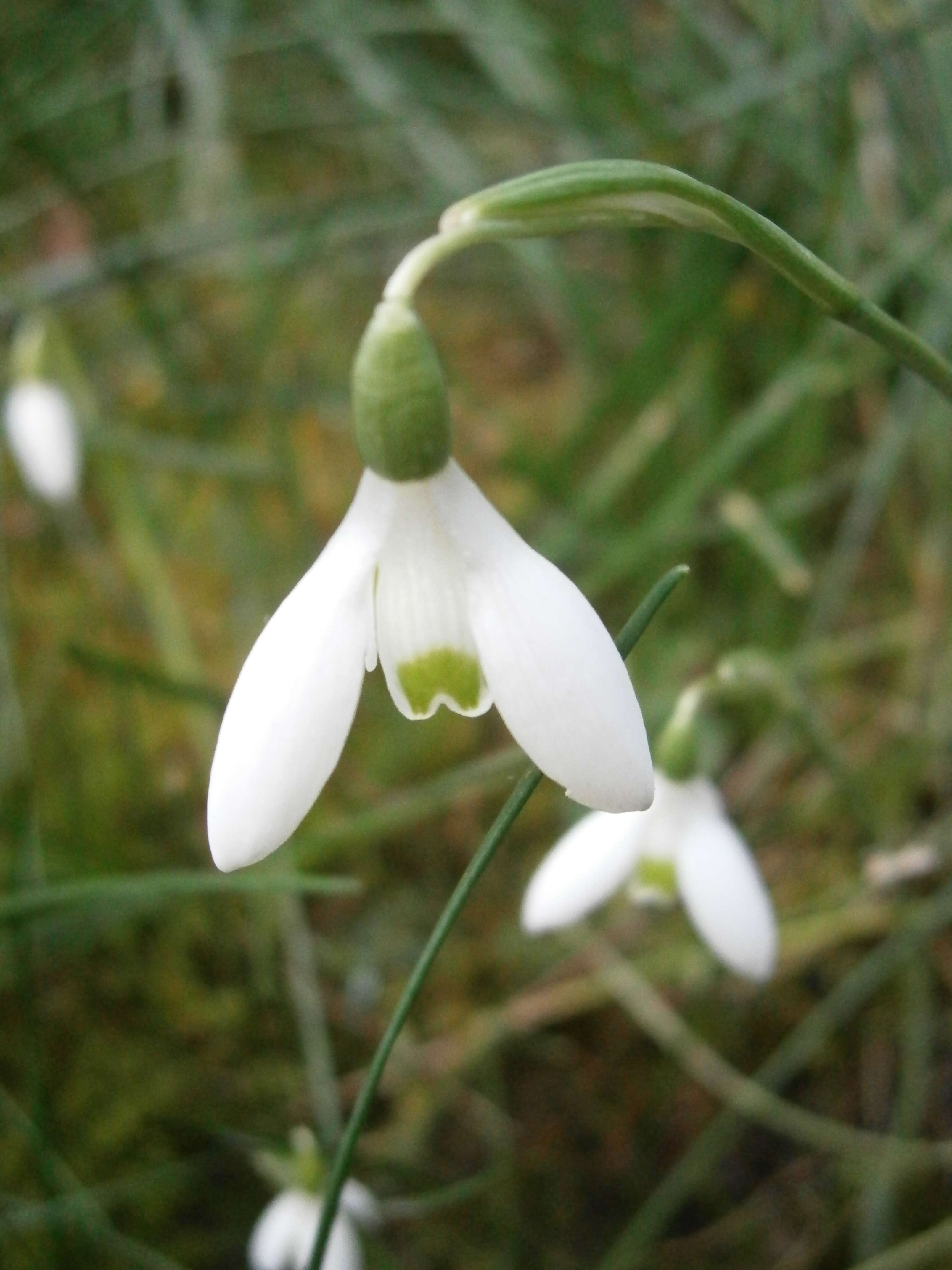 Image of Queen Olga's Snowdrop