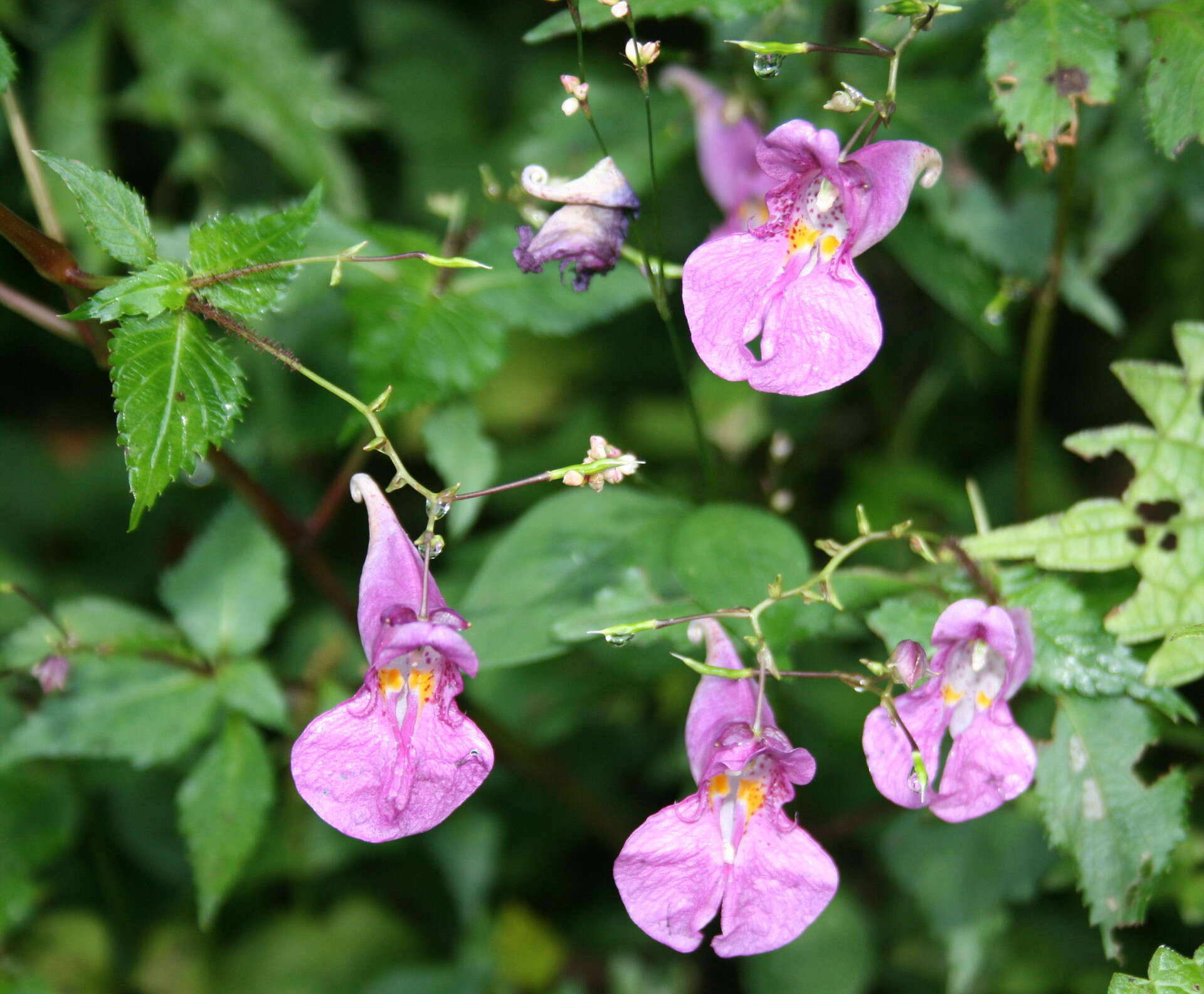 Image of Impatiens textorii Miq.