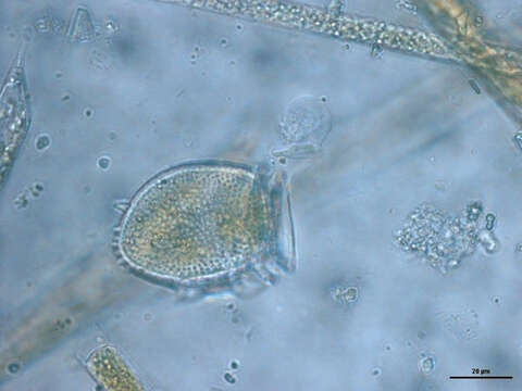 Image of Dinophysiaceae