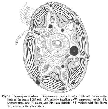 Image de Chattonellaceae