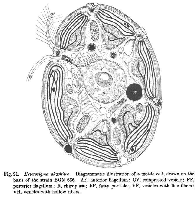 Plancia ëd Chattonellaceae