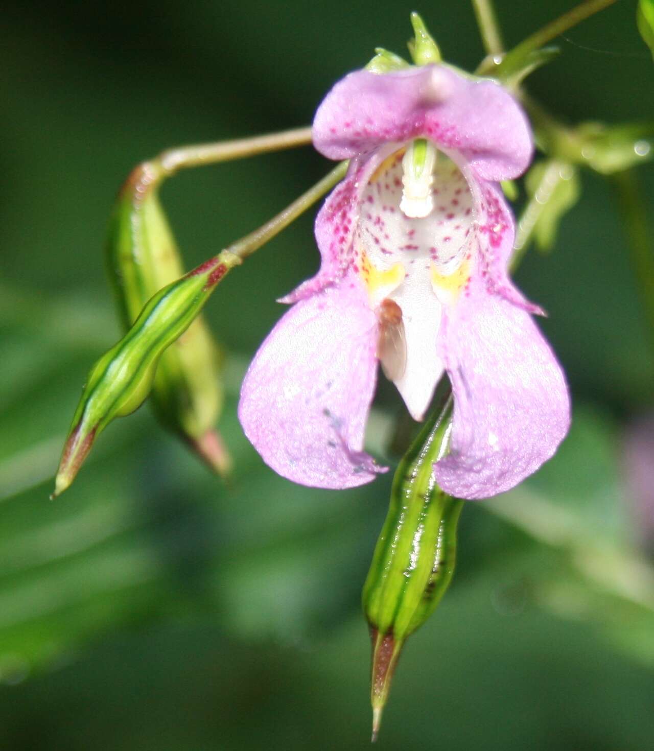 Image of Impatiens textorii Miq.