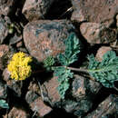 Imagem de Lomatium ochocense Helliwell & Constance