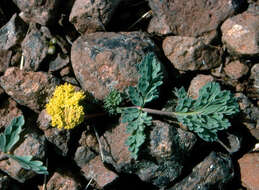 Imagem de Lomatium ochocense Helliwell & Constance