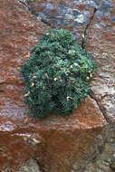 Image of halfshrub rockmat