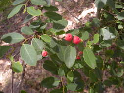 Image of Breynia oblongifolia (Müll. Arg.) Müll. Arg.