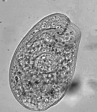 Image de Climacostomidae