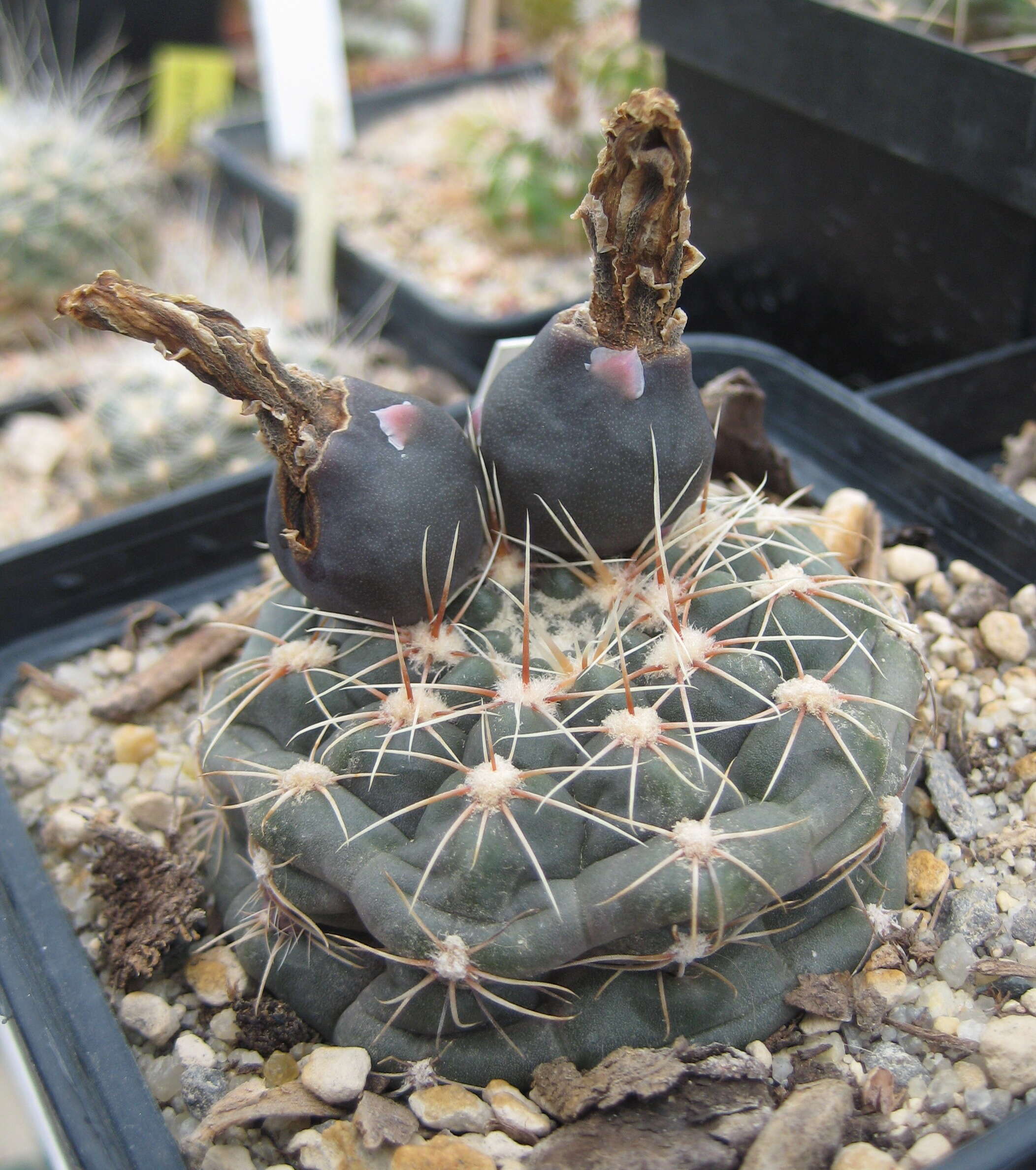 Image of Gymnocalycium andreae (Boed.) Backeb.