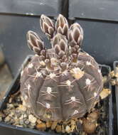 Plancia ëd Gymnocalycium ragonesei A. Cast.