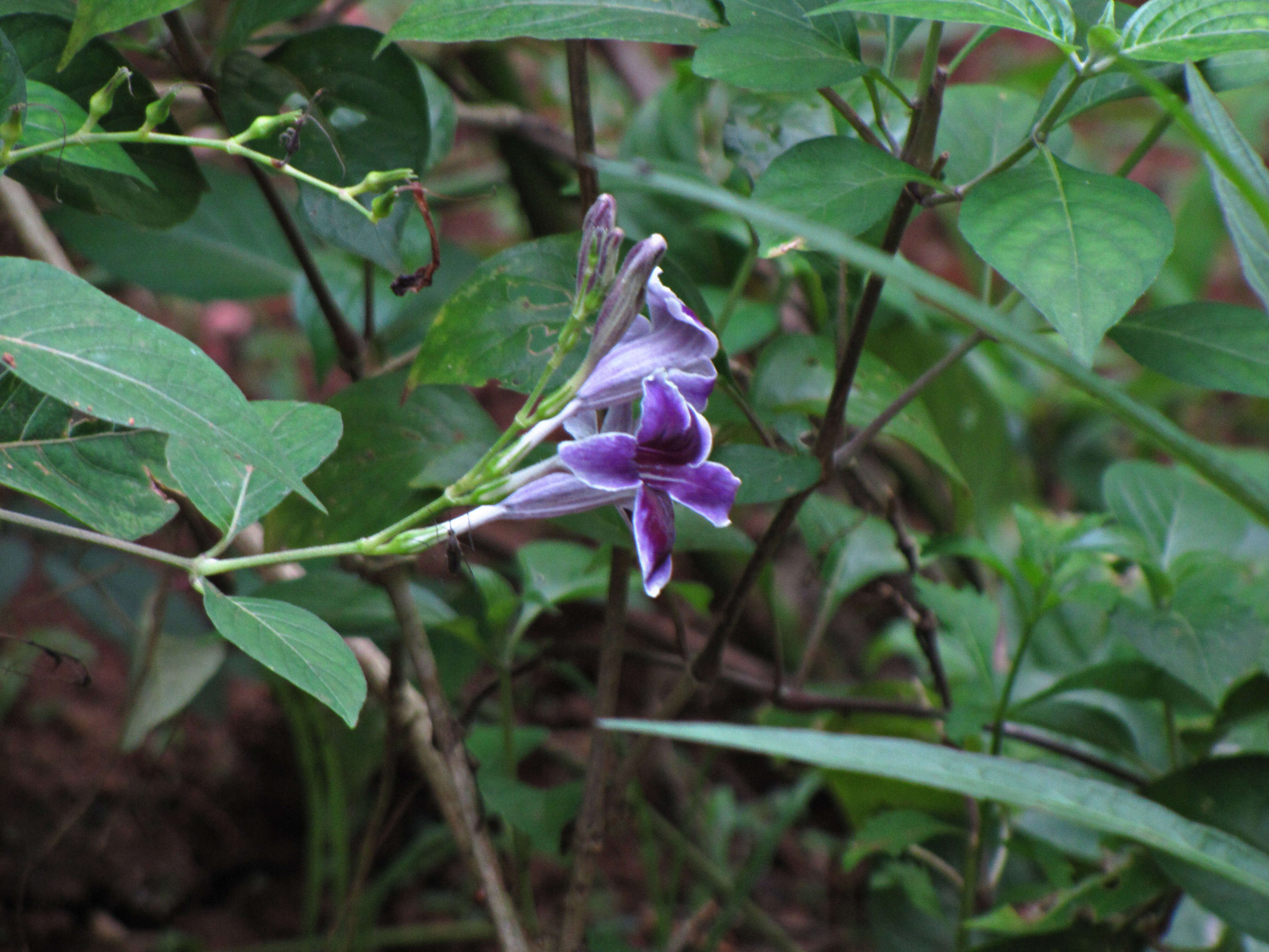 Image of Chinese violet