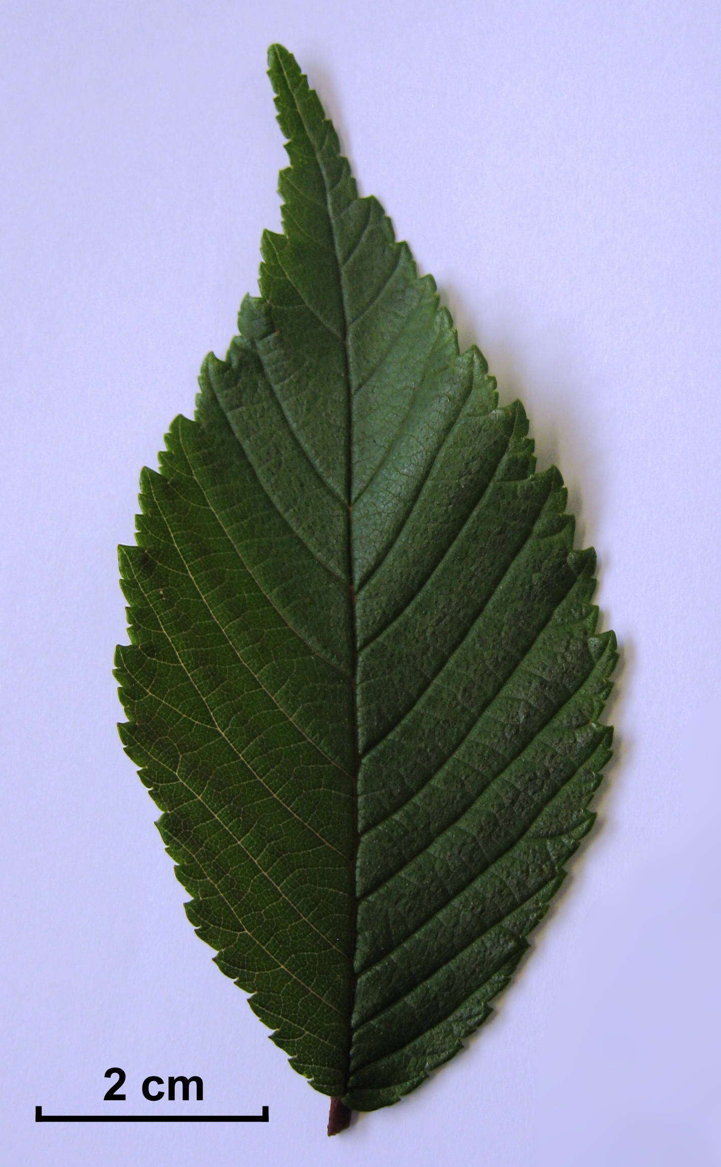 Image of Ulmus uyematsui Hayata