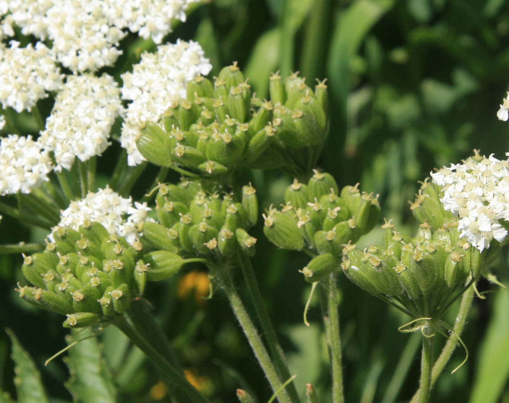 Image of American Cow-Parsnip