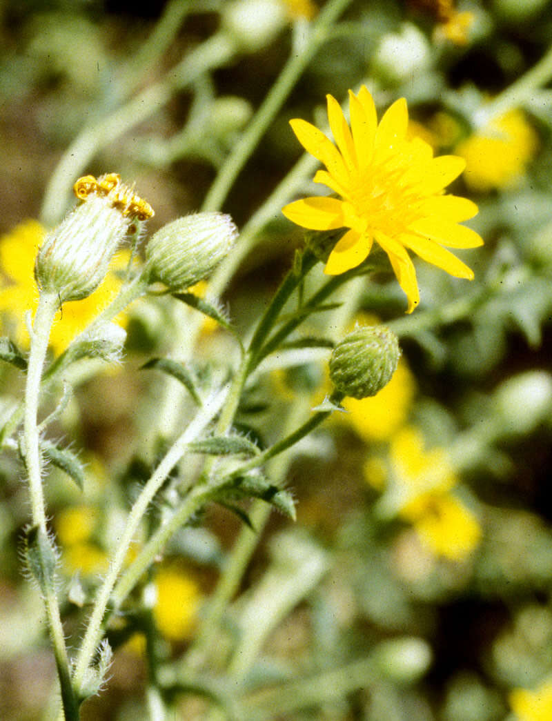 Image of Kern Canyon false goldenaster