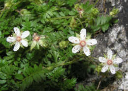 Image de Ivesia callida (Hall) Rydb.