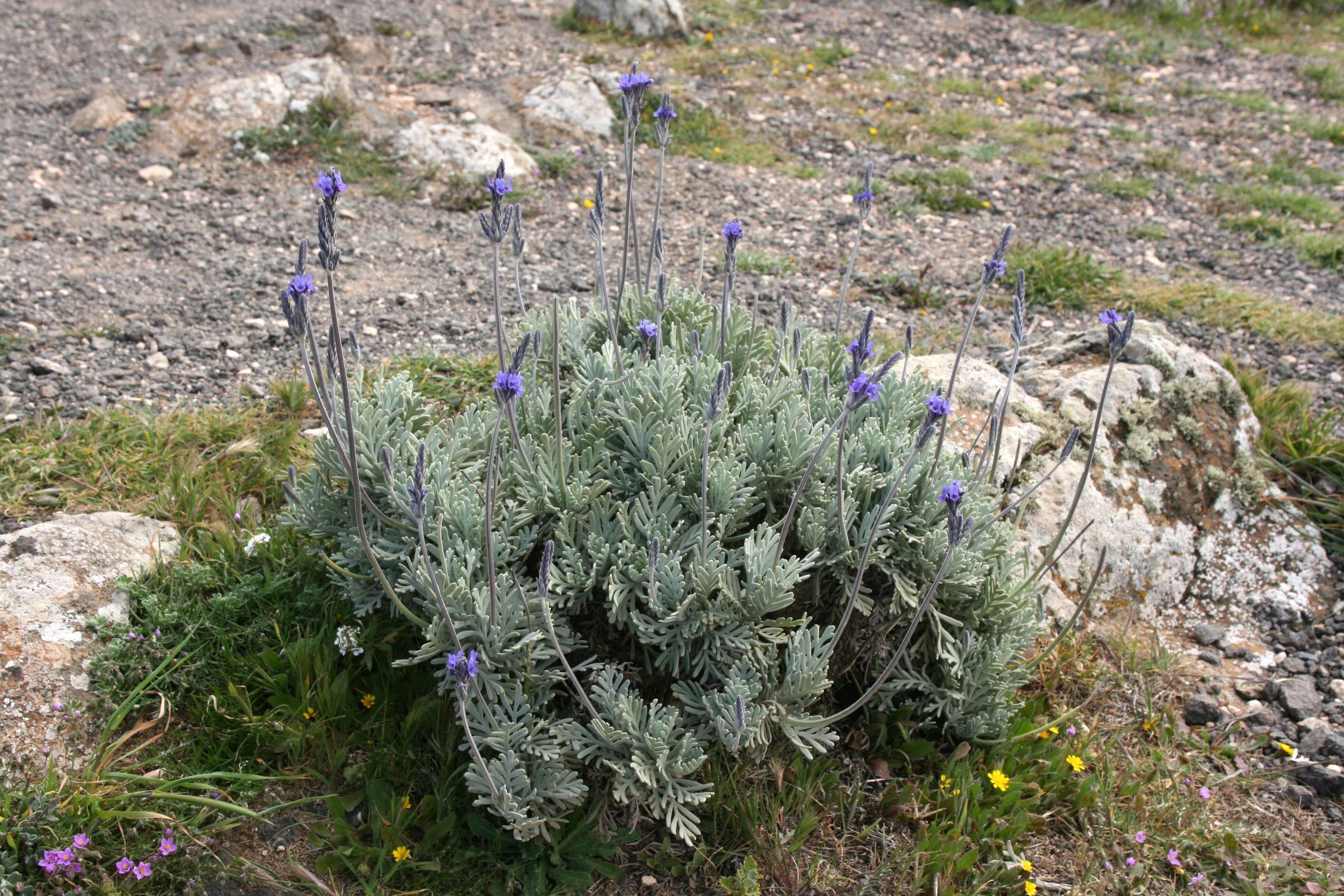 Plancia ëd Lavandula pinnata Lundmark