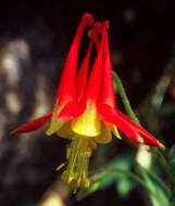 Aquilegia micrantha var. grahamii (S. L. Welsh & Goodrich) N. H. Holmgren & P. K. Holmgren的圖片