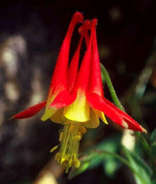 Image of Grahm's columbine