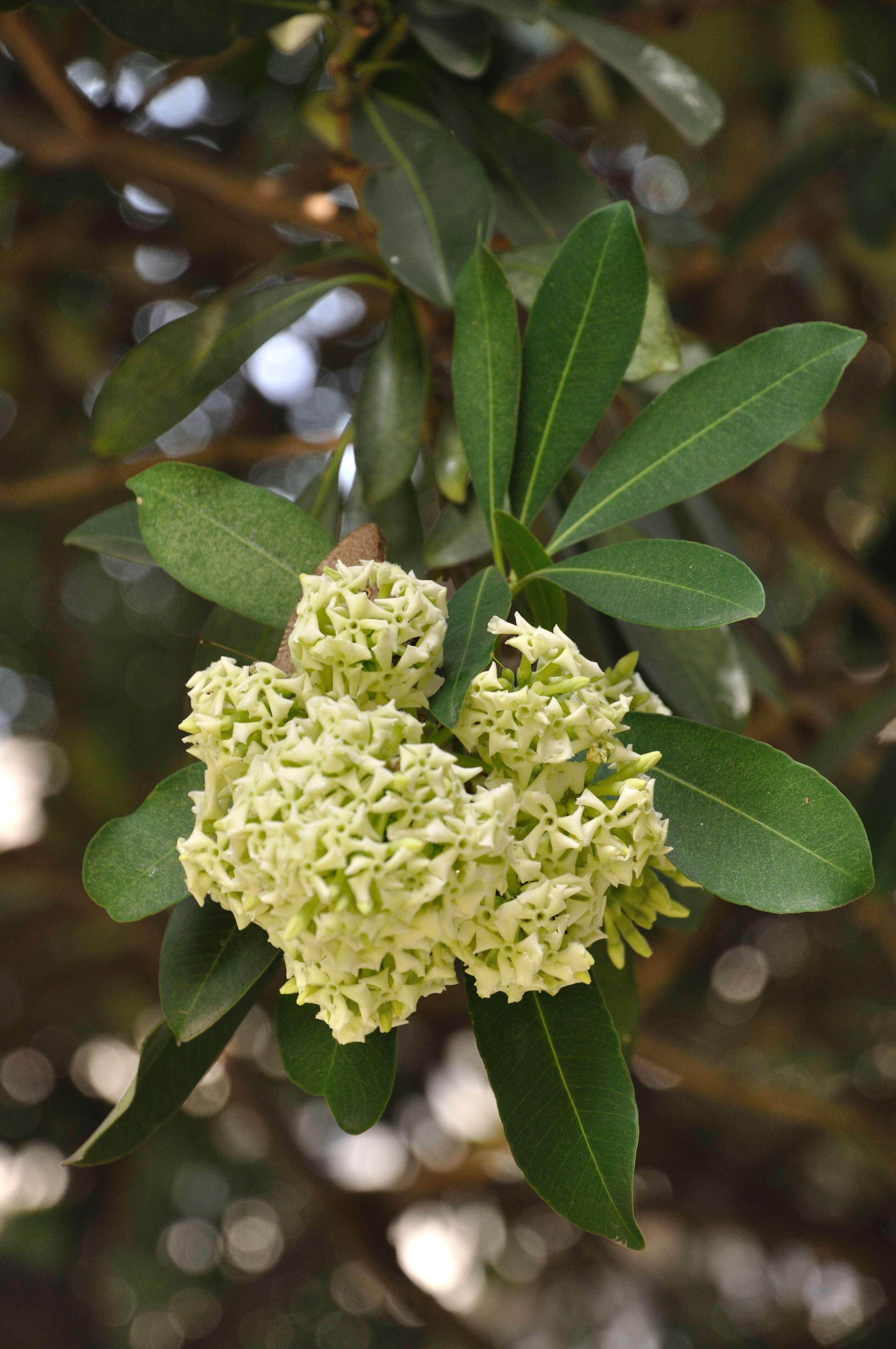 Plancia ëd Alstonia scholaris (L.) R. Br.