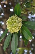 Plancia ëd Alstonia scholaris (L.) R. Br.