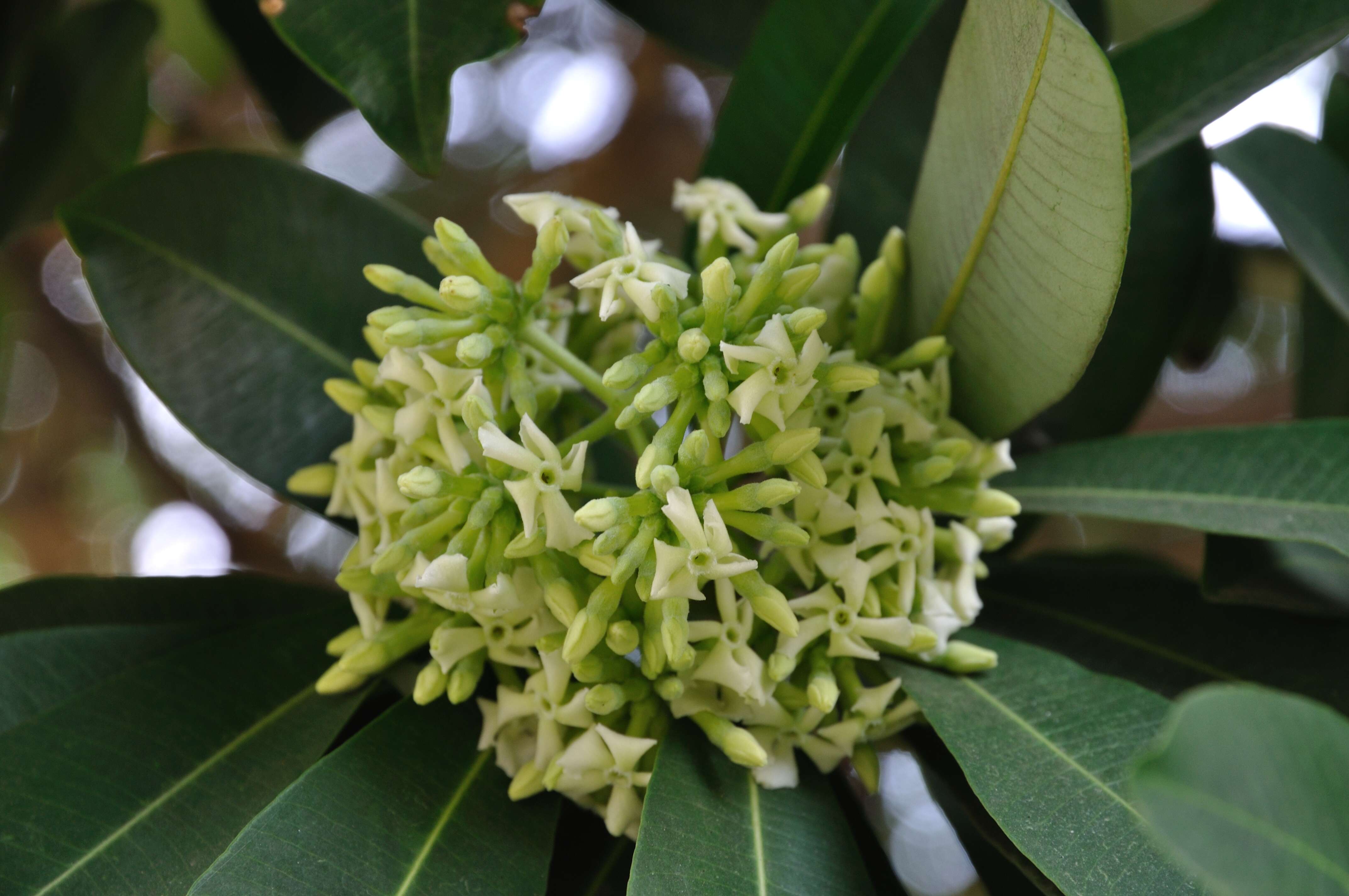 Plancia ëd Alstonia scholaris (L.) R. Br.