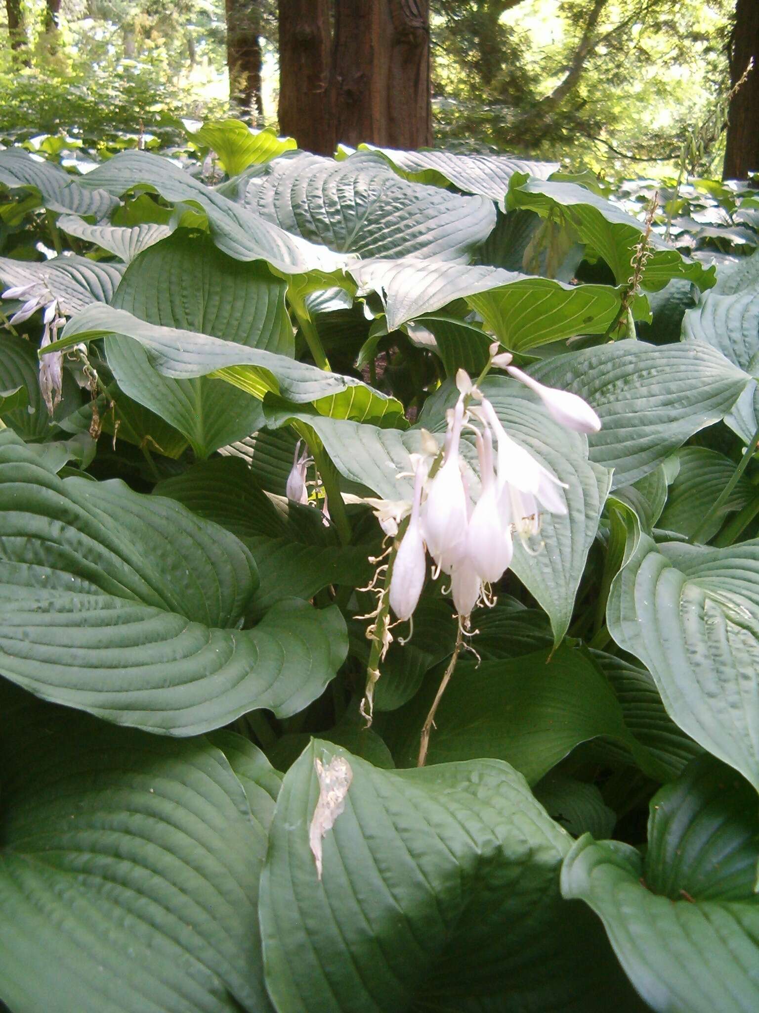 Image de Hosta sieboldiana var. sieboldiana