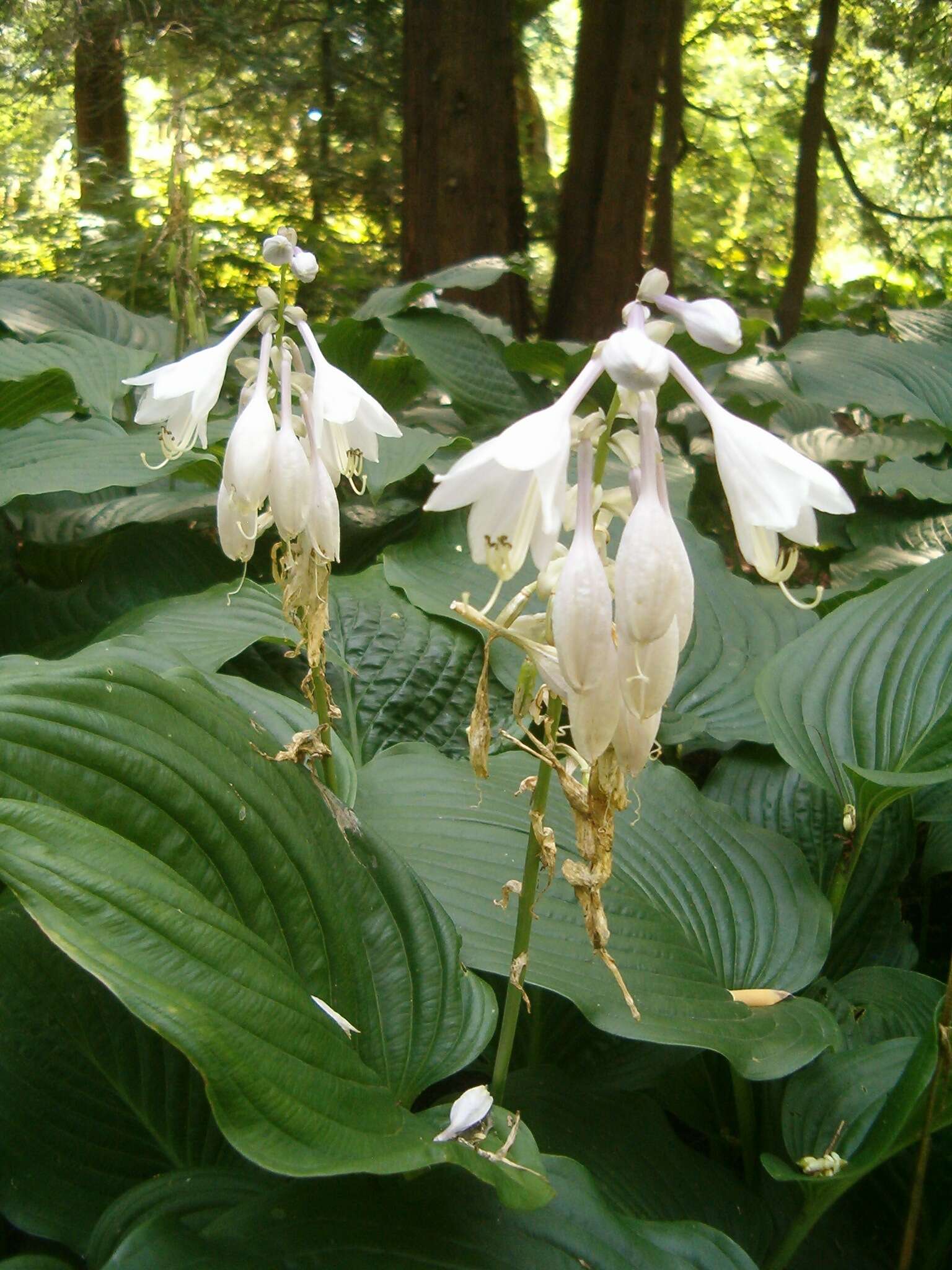 Image de Hosta sieboldiana var. sieboldiana