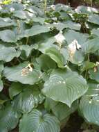 Image de Hosta sieboldiana var. sieboldiana