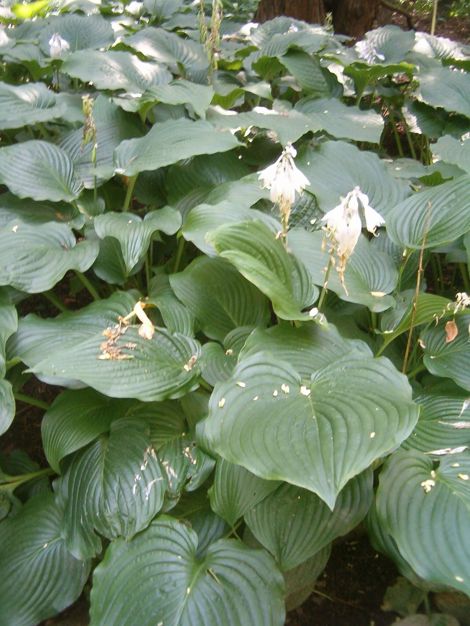 Image de Hosta sieboldiana var. sieboldiana