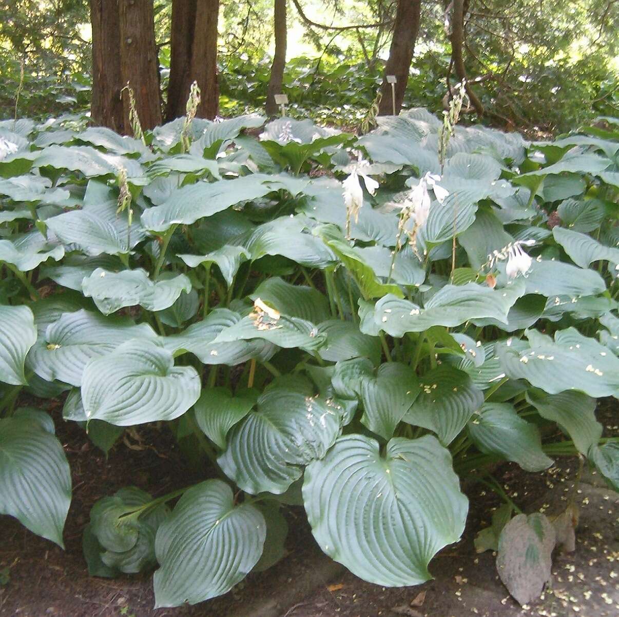 Image de Hosta sieboldiana var. sieboldiana