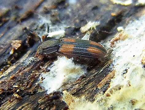 Image of Bark beetle