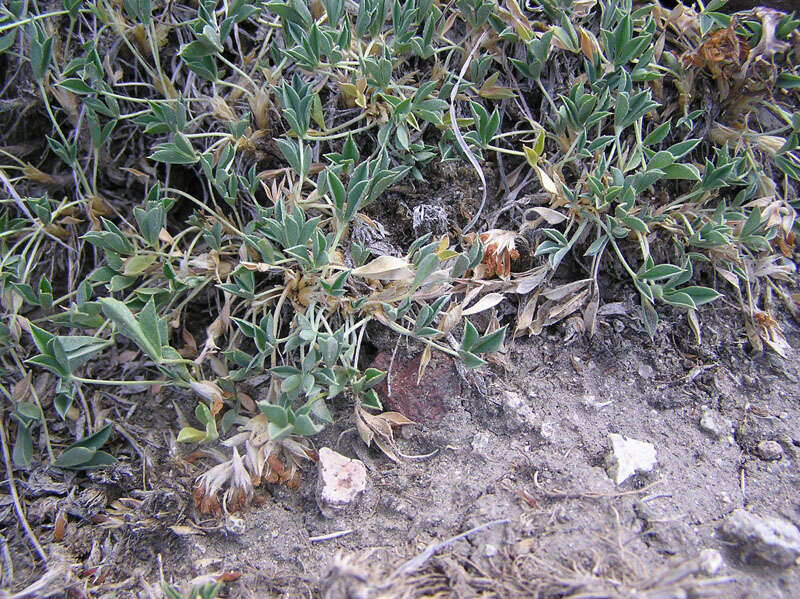 صورة Trifolium andinum Torr. & A. Gray