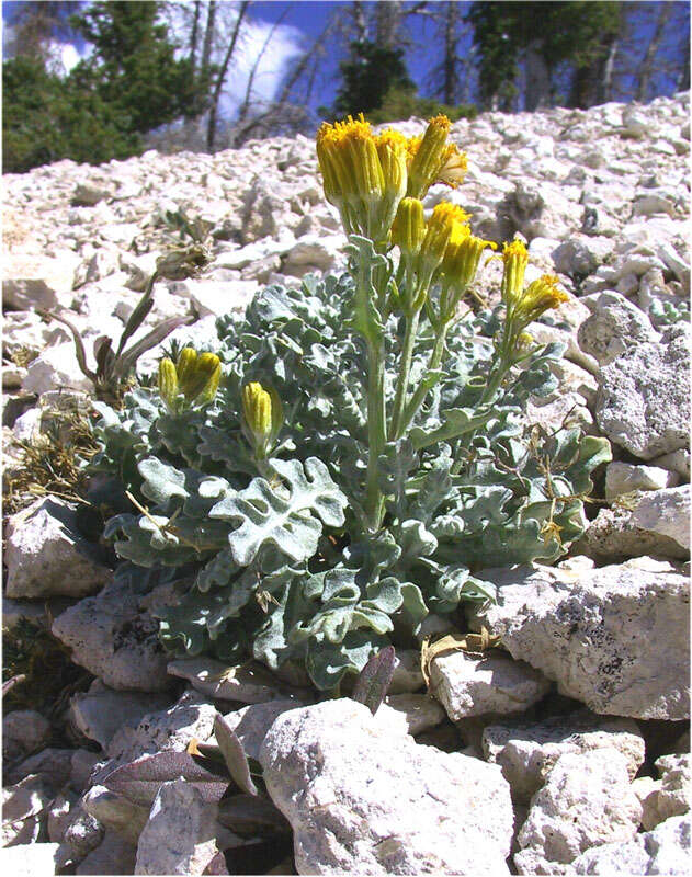 Image of Musinea ragwort