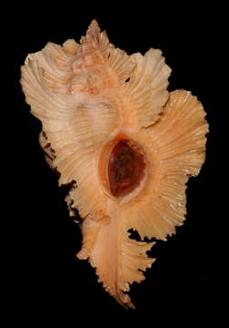 Image of Chicoreus loebbeckei (Kobelt 1879)