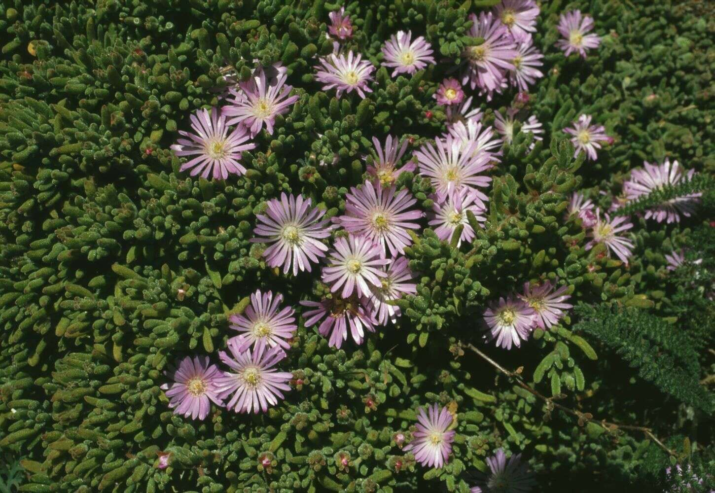 Imagem de Drosanthemum floribundum (Haw.) Schwant.