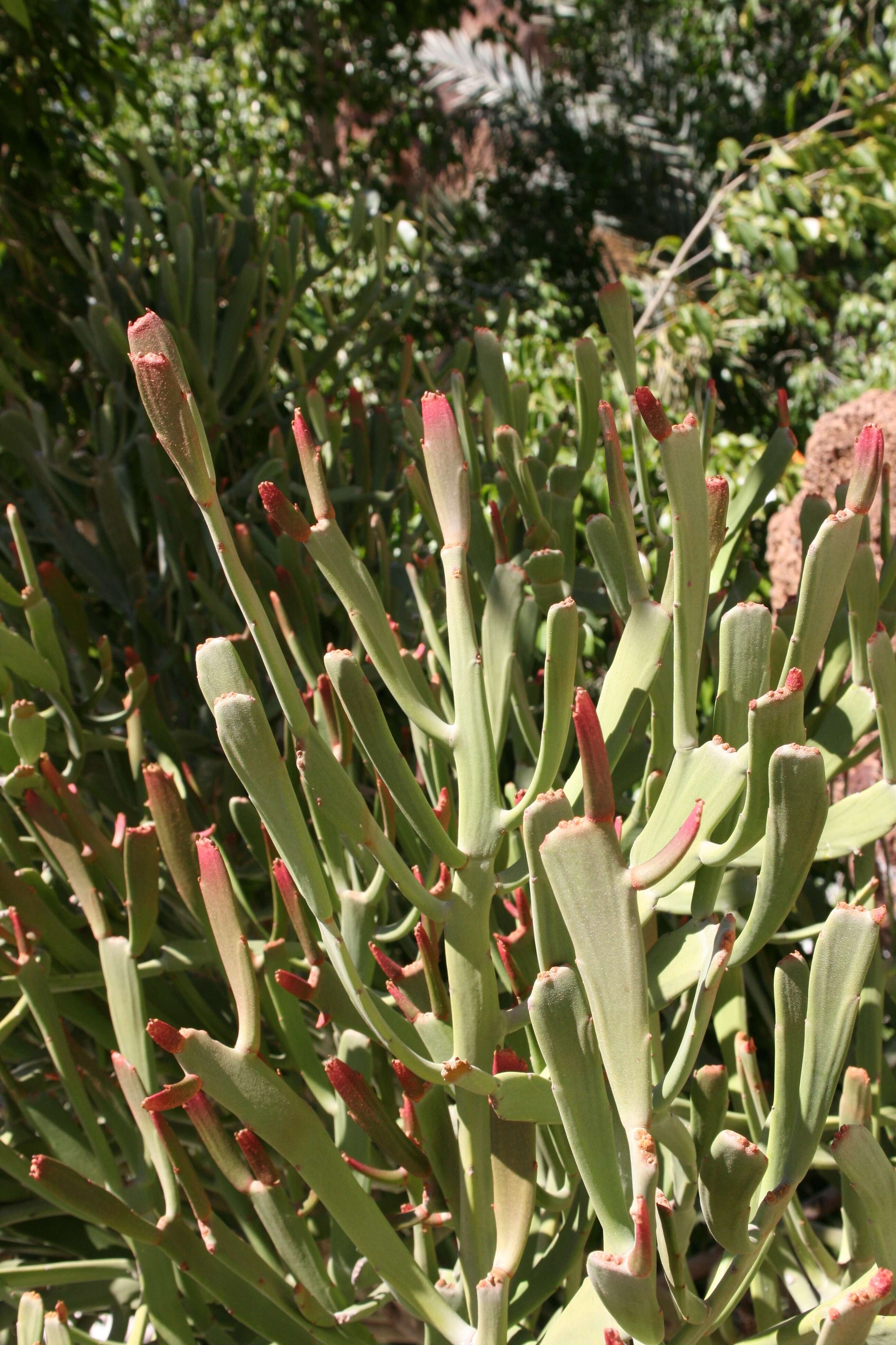 Слика од Euphorbia xylophylloides Brongn. ex Lem.