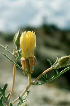 Image of Goodrich's blazingstar