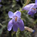 Image of Kawich Range beardtongue