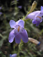 Image of Kawich Range beardtongue