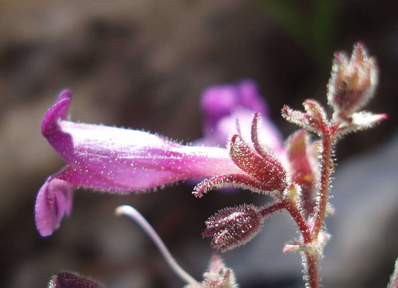 Penstemon rhizomatosus N. H. Holmgren的圖片