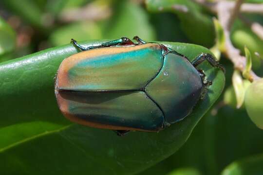 Image of figeater beetle