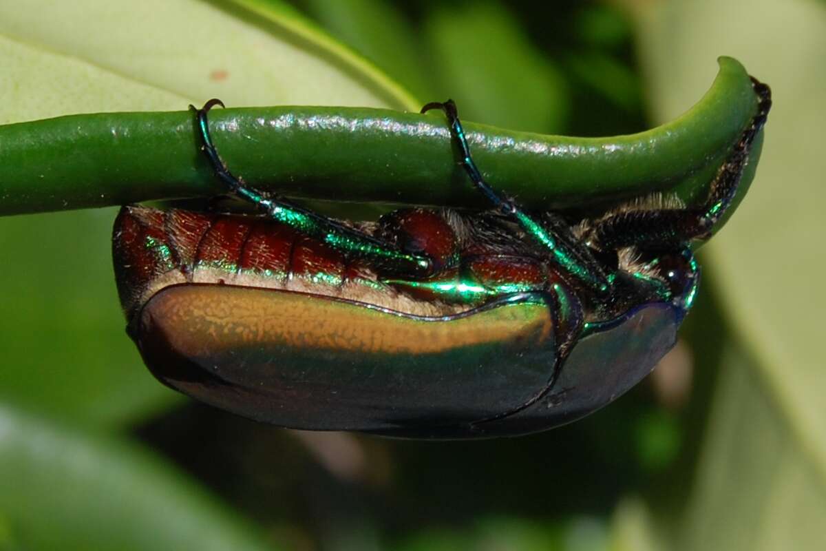 Image of figeater beetle