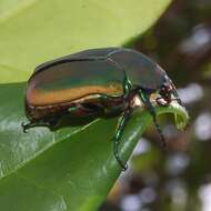 Image of figeater beetle